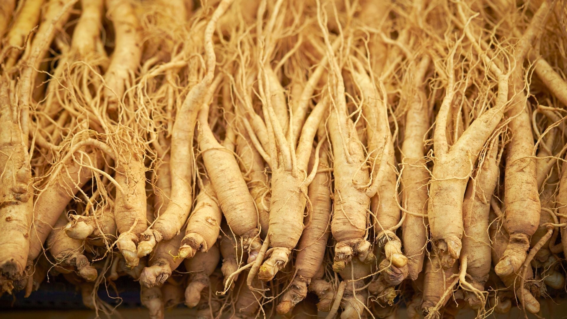 Ginseng