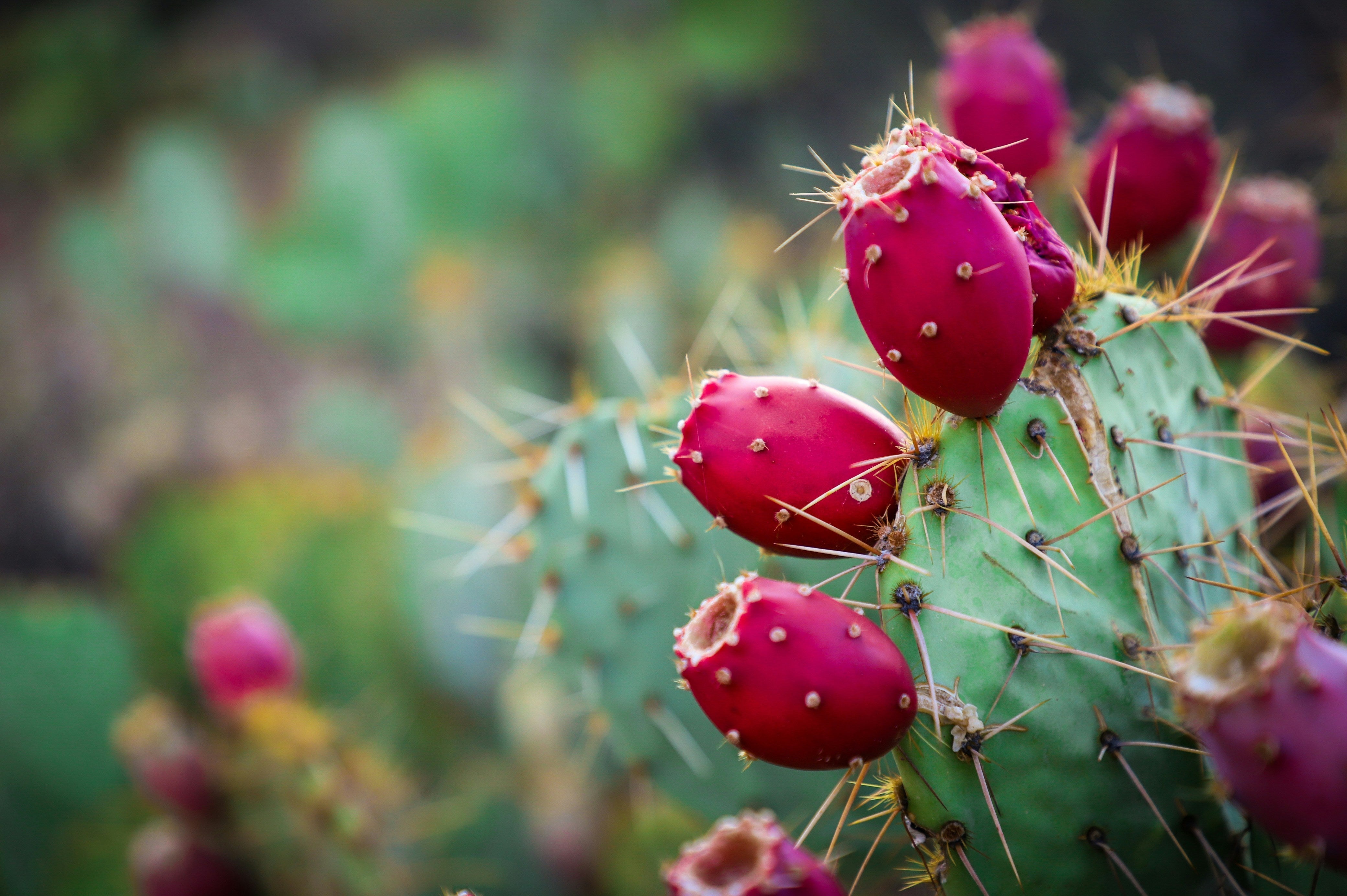 Nopal (Feigenkaktus)