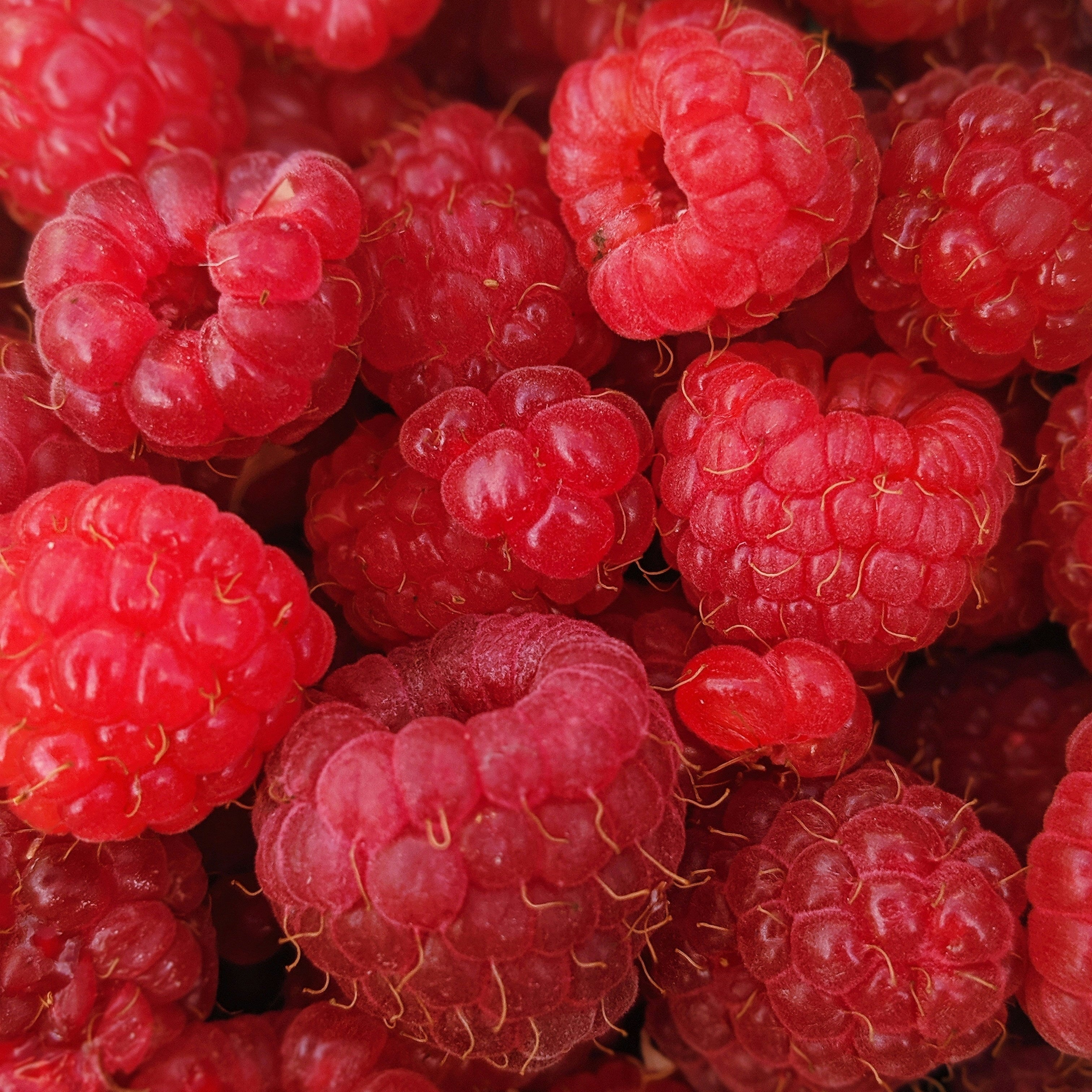 Himbeere